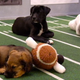 Illustration for article titled Your Obligatory, Adorable Puppy Bowl VII Highlights